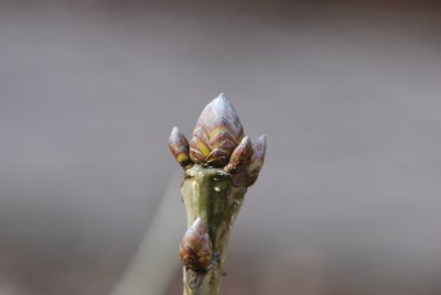 Quercus pontica - dub černomořský - detail axiálního pupenu